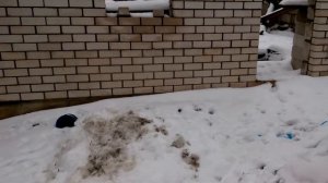 «Мартовский» жук / майский жук зимой
