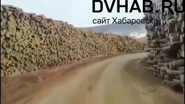 Пустыня вместо леса: в сети появилось шокирующее видео о массовых рубках в Хабаровском крае смотреть онлайн