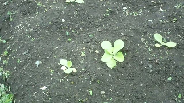 Табак Тернопольский 14, Кентукки Берли, Ксанти в июле смотреть онлайн