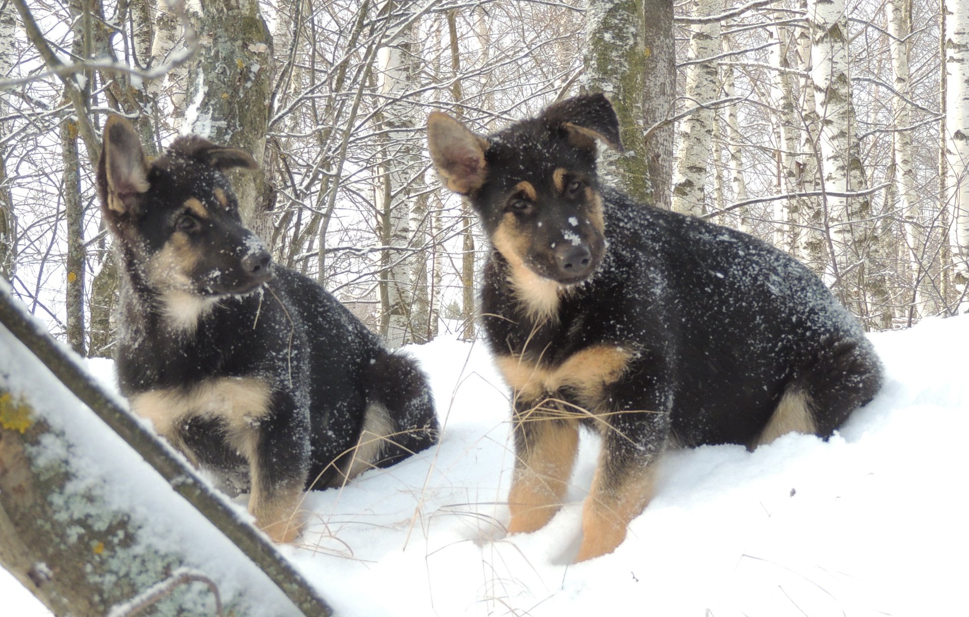 Щены эсти 3 мес