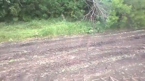Боронование по всходам подсолнечника Эффективно