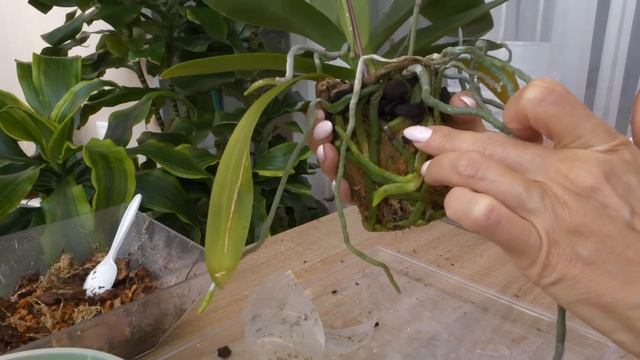 Пересадка орхидеи бабочки с растущим цветоносом. Метод с нулевым стрессом, без остановки роста. смотреть онлайн