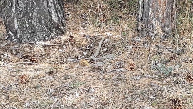 Крым. Феодосия. Тепе-Оба. Змея в лесу смотреть онлайн