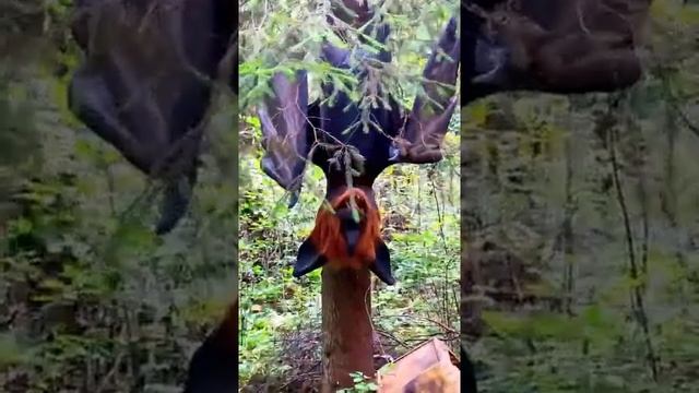 Летучая мышь или лиса в лесу смотреть онлайн