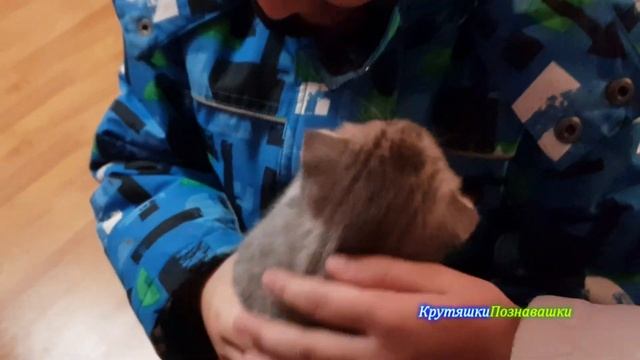 Шотландский вислоухий котенок один месяц. Наша смешная кошечка. смотреть онлайн
