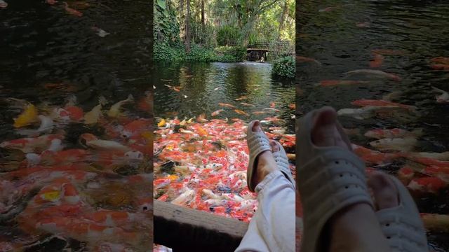 пруд с золотыми рыбками в сафари парке бангкока смотреть онлайн