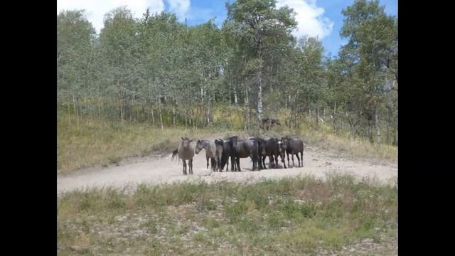 Alberta Land Rover Enthusiasts 2018 Alexander Mackenzie Trail Expedition смотреть онлайн
