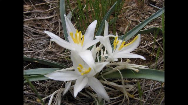 ЛЕУКОКРИНУМ (LEUCOCRINUM) сем. Венечниковые смотреть онлайн