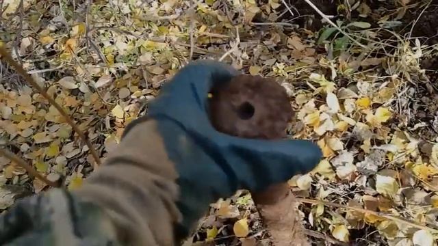 НАШЕЛ ВАЛ ОТ ТРЕЛЕВОЧНИКА В ТАЙГЕ ! #металлокоп#металлоискательМЕТАЛЛОКОП ! смотреть онлайн