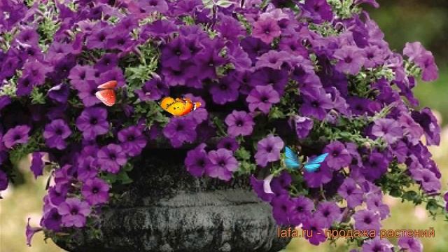 Петуния ампельная Изи Вейв Блю (izi veyv blyu) ? обзор: как сажать, семена петунии Изи Вейв Блю смотреть онлайн