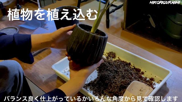 【観葉植物】Alocasia lauterbachiana／アロカシア・ラウテルバキアナ植え替え смотреть онлайн