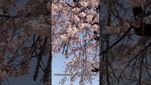 ?Локация-Дворец Кёнбоккун #кореяжизнь смотреть онлайн