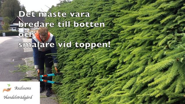 Klippa granhäck/ tuja смотреть онлайн