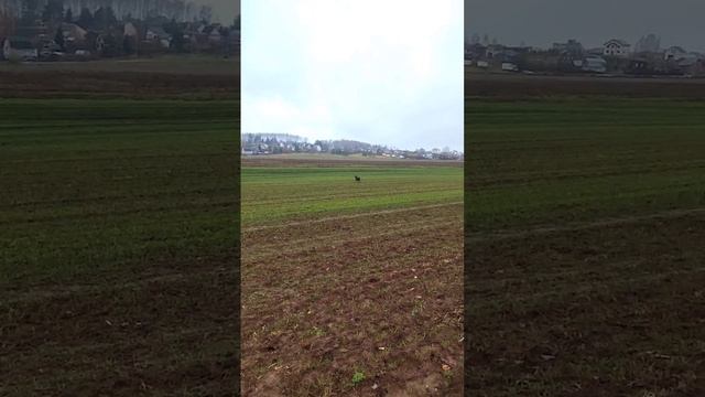 Полезное правило прогулки с собакой.