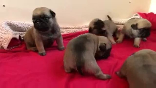 Carlin chiots pedigree Saint Hubert (FCI) смотреть онлайн