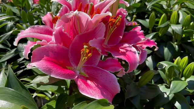 Rhododendron - Cuánto cuesta una Azalea смотреть онлайн