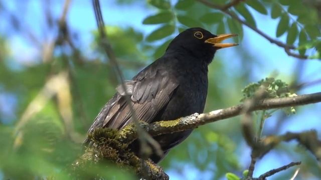 Красивое пение черного дрозда. смотреть онлайн