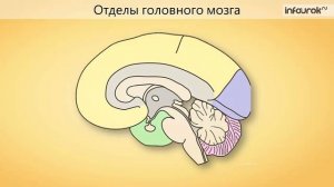 Класс Млекопитающие  морфология, экология, систематика | Биология 7 класс #38 | Инфоурок