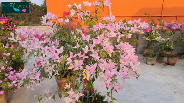 Bougainvellia #Butterfly Splash/ Featheary Fantasy