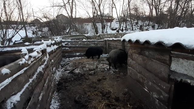Уличное содержание свиней ! Зимой в морозы. смотреть онлайн