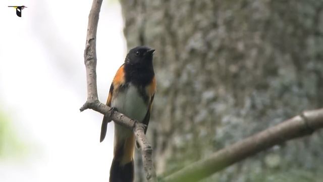 American Redstart смотреть онлайн
