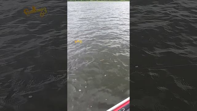 Щука на телспинер смотреть онлайн