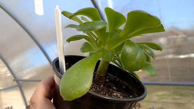 Уход за эониумами весной / Aeonium Care In Spring