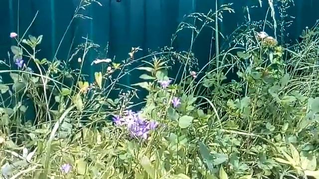 Дача.Цветы. смотреть онлайн