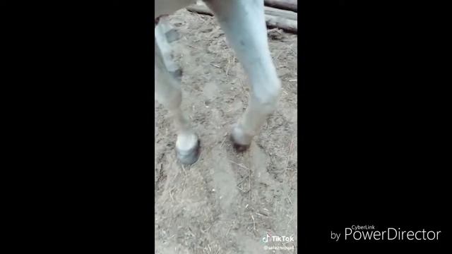 Клип конный спорт (девочка с каре)(8D)(рекомендую слушать в наушниках) смотреть онлайн