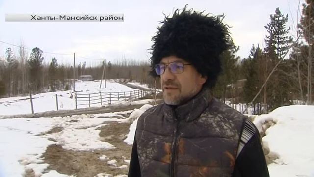 В Назымском хуторе станицы Ермаковской воспитывают лошадей для казаков смотреть онлайн