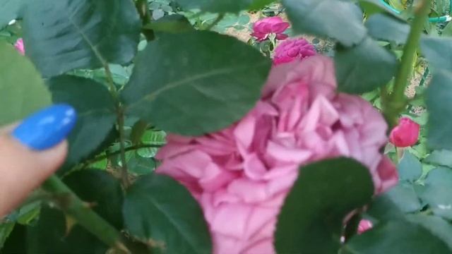 Сорт розы Claude Brasseur (Клод Брассёр) ? смотреть онлайн