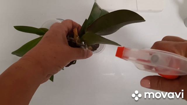 Первая обработка орхидей от насекомых!