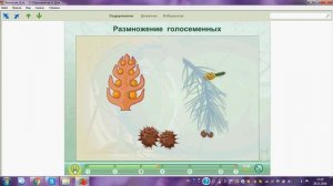 Размножение голосеменных. ОГЭ. ЕГЭ. Биология.