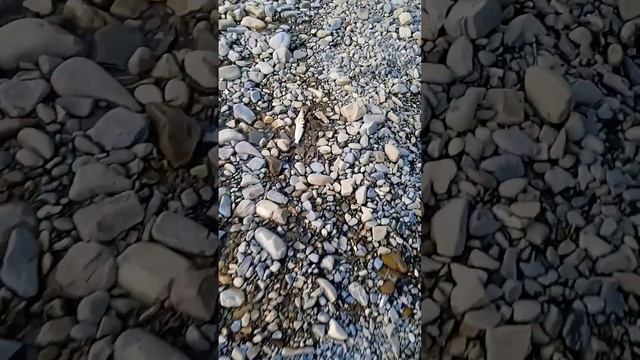 рыбалка в горной реке. ловля чернопуза смотреть онлайн