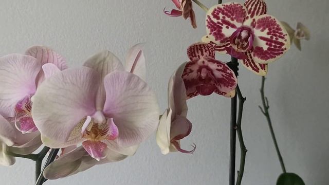 #Орхидея Нектарин,сравним с Радугой и пересадим? смотреть онлайн