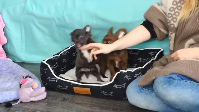 Длинношерстные мальчики чихуахуа Голубой и Шоколадный смотреть онлайн