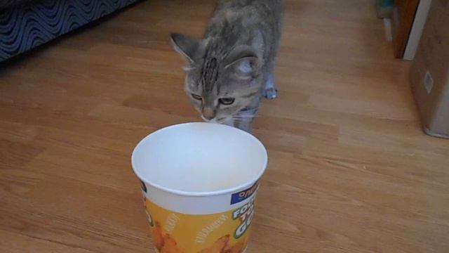 Аналитический ум! Кошка Ромашка и вёдрышко.