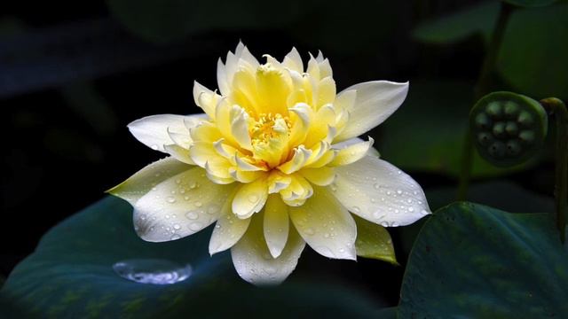 The Great Compassion Mantra (Hour-long) смотреть онлайн