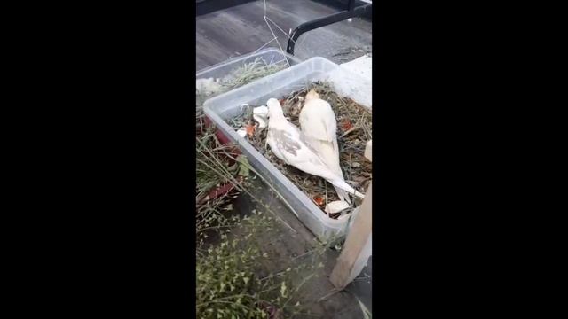 Лечение попугаев корелл, как часто сдавать анализы, когда прекращать лечение. Как правильно кормит смотреть онлайн