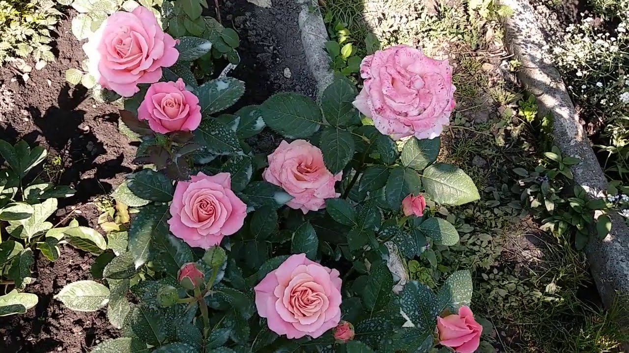 Чайно гибридные срезочные розы. Мифы и реальность смотреть онлайн