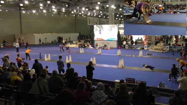 Флайбол. "Россия - 2015" (Чемпионат РКФ). смотреть онлайн