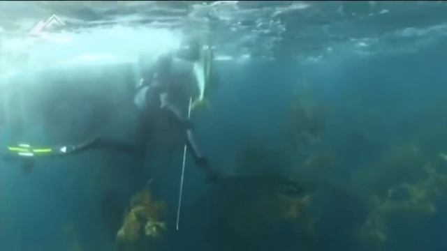 Подводная охота на желтохвоста смотреть онлайн