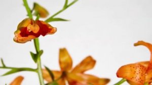 СНИЖЕНИЕ ВЕСА.ПОХУДЕНИЕ. МАТРИЦА ГАРЯЕВА.