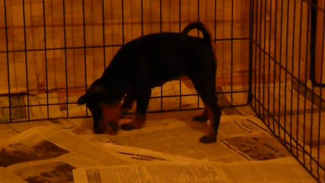 Щенки цвергпинчера 1 (м-помёт)