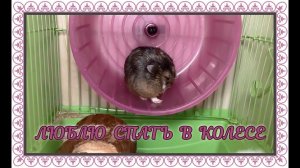 ЛЮБЛЮ СПАТЬ ЗДЕСЬ  !!!!!!!!!!!!!!   #хомячки #грызун #хомяк #джунгарскийхомяк #грызуны