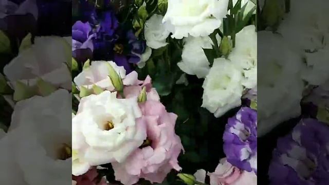 aster lisianthus dalias spray rosas lilis смотреть онлайн