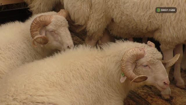 Опыт разведения лезгинской курдючной породы овец смотреть онлайн