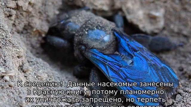 Пчела-плотник смотреть онлайн