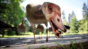 Разведение гусей как бизнес идея 2019