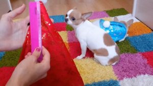 DIY:как быстро сшить очень простой и красивый НОВОГОДНИЙ КОСТЮМ для собаки или кошки своими рукам)?